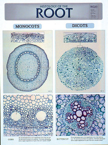 Wall Chart - Root Histology