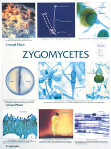 Wall Chart - Zygomycetes