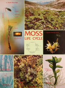 Wall Chart - Moss Life Cycle