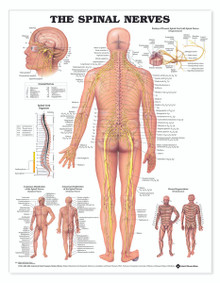 Reference Chart - Spinal Nerves