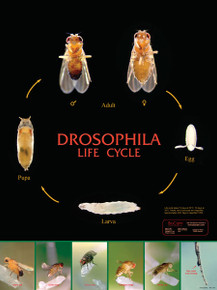 Wall Chart - Drosophila