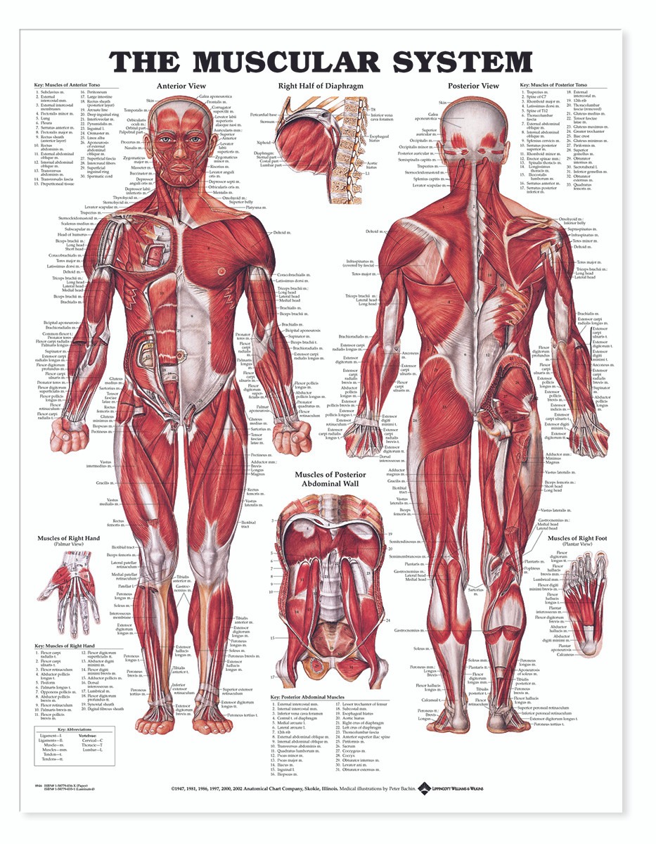 Reference Chart - Muscular System - Biologyproducts.com
