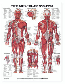 Reference Chart - Muscular System