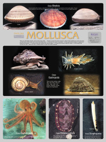 Wall Chart - Mollusca