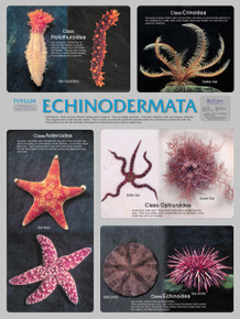 Wall Chart - Echinodermata