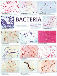 Wall Chart - Bacteria