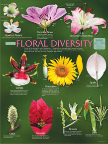 Wall Chart - Floral Diversity