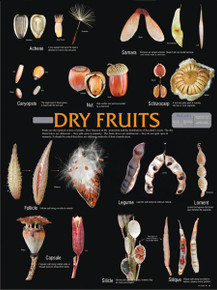 Wall Chart - Dry Fruits