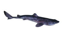 Pregnant Double Dogfish Shark