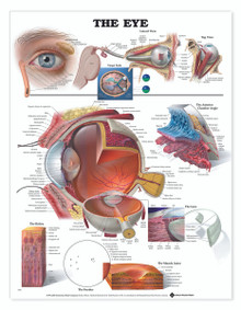 Reference Chart - The Eye
