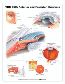 Reference Chart - Eye Anterior & Posterior Chambers