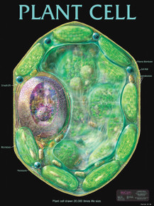 Wall Chart - Plant Cell