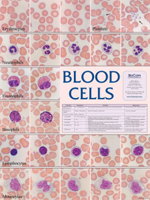 Wall Chart - Blood Cells