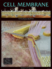 Wall Chart - Cell Membrane