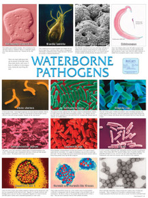 Wall Chart - Waterborne Pathogens