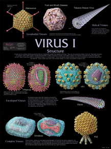 Wall Chart - Virus 1