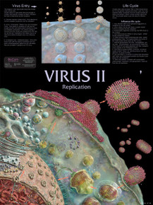 Wall Chart - Virus 2