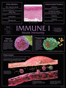 Wall Chart - Immune 1