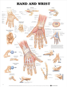Reference Chart - Hand and Wrist