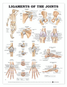Reference Chart - Ligaments of the Joints