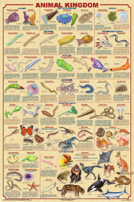 Display Chart - Mammals 