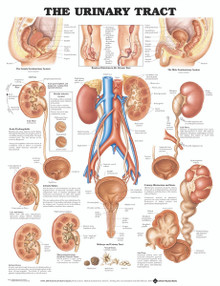 Reference Chart - Urinary Tract