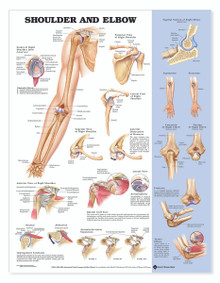 Reference Chart - Shoulder and Elbow