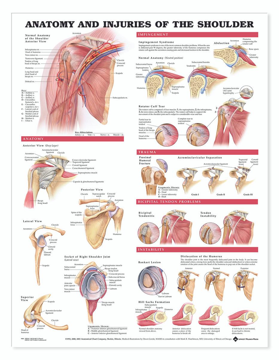 Shoulder Pain e-chart: Quick reference guide See more