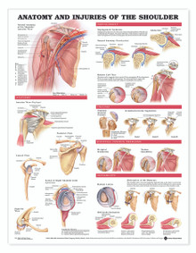 Reference Chart - Anatomy and Injuries of the Shoulder