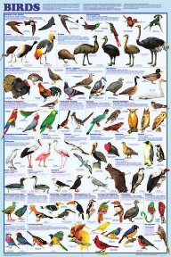 Display Chart - Birds
