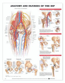 Reference Chart - Anatomy and Injuries of the Hip