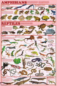 Display Chart - Amphibian - Biologyproducts.com