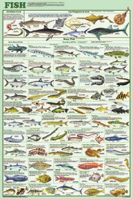Display Chart - Fish