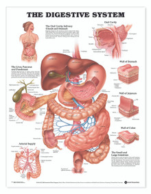 Reference Chart - Digestive System