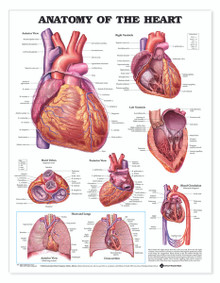 Reference Chart - Anatomy of the Heart
