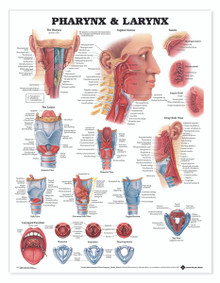 Reference Chart - Pharynx & Larynx
