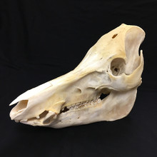 Amazing Wild Boar Skull