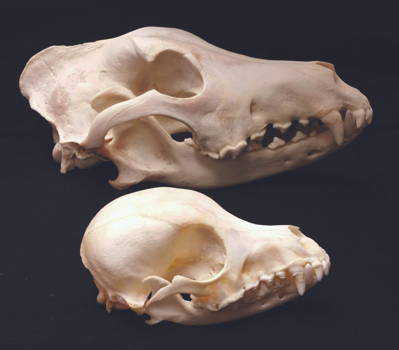 puppy skull teeth