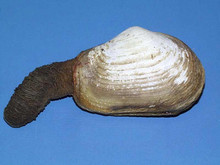 Mya (soft clam)