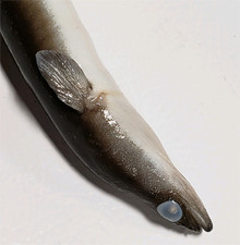 American Eel plain