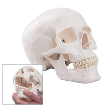 Classic Human Skull
