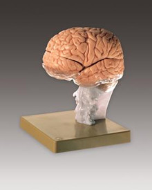  Brain Demonstration Model