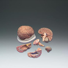 Budget Brain With Arteries Model