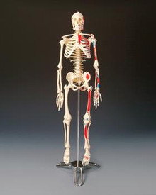 Painted Big Tim Skeleton