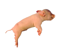 11" - 13" Single Fetal Pig