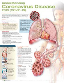 Reference Chart - Understanding Coronavirus Disease 2019 (COVID-19)