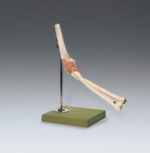 Functional Model of the Elbow Joint