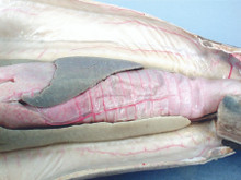 Dogfish Shark - Cut Open - Single Injected