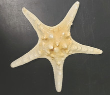 Starfish - Sun Dried 8-10 - knobby