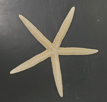 Starfish - Sun Dried 6-8"